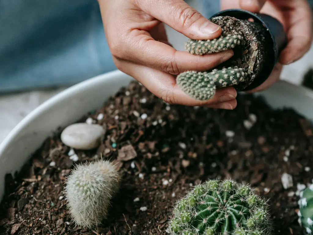 Repot a Cactus