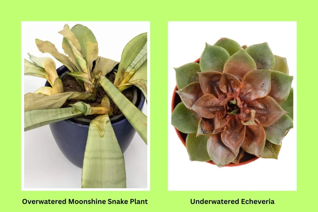 Signs of Overwatering vs Underwatering succulents
