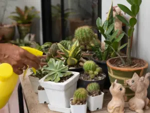 how to Water Succulents