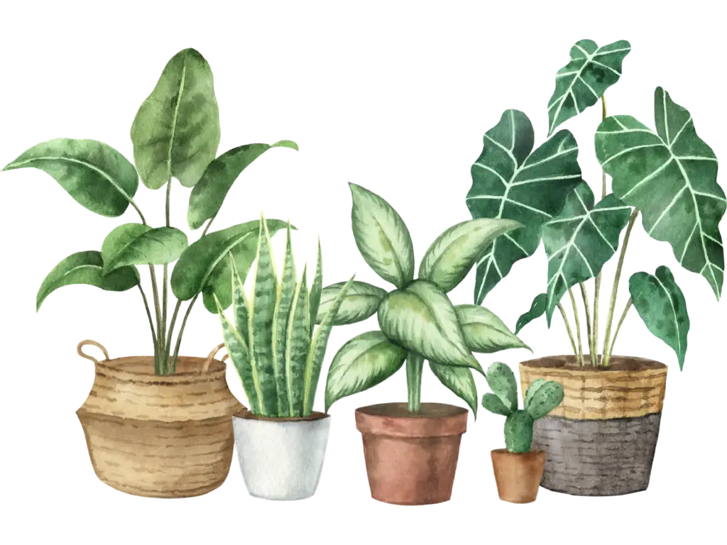 houseplant collection
